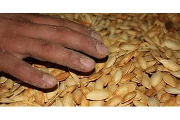 Kabak Çekirdeği Yetiştiriciliği Nedir ve Nasıl Yapılır?