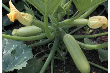 Kabak Ekimi Nedir ve Nasıl Yapılır?