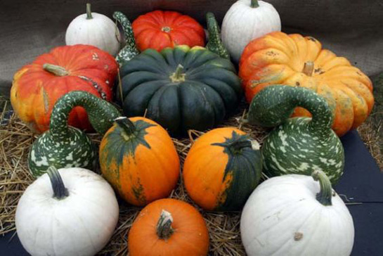 Balkabağı Faydaları Nelerdir?