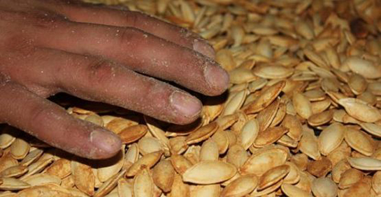 Kabak Çekirdeği Yetiştiriciliği Nedir ve Nasıl Yapılır?