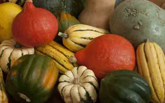 Kabak Çeşitleri Türleri ve Özellikleri