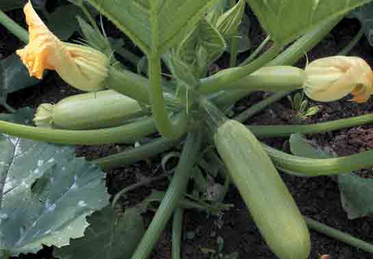 Kabak Ekimi Nedir ve Nasıl Yapılır?