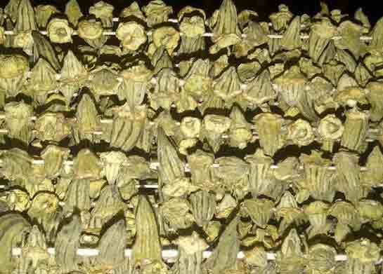 Kabak Kurutması Tarifi ve Malzemeleri