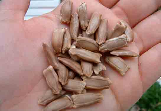 Kabak Tohumu Türleri ve Özellikleri