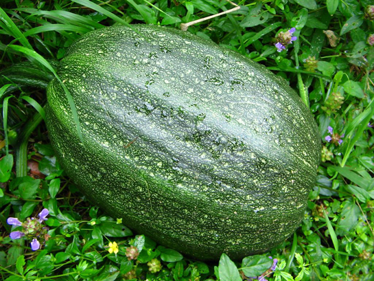 Kabak Kabağın Sağlığımıza Faydaları Nelerdir?