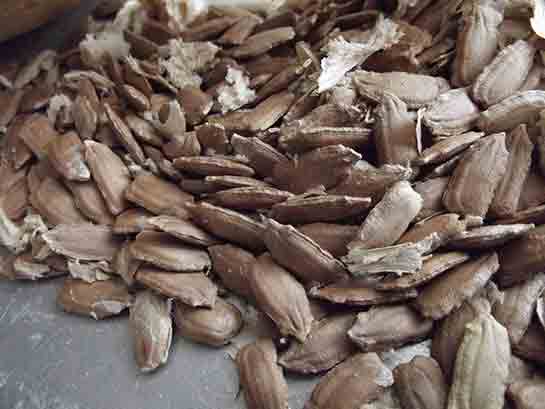 Su Kabağı Tohumu Türleri ve Özellikleri