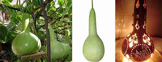 Su Kabağı Türleri ve Özellikleri